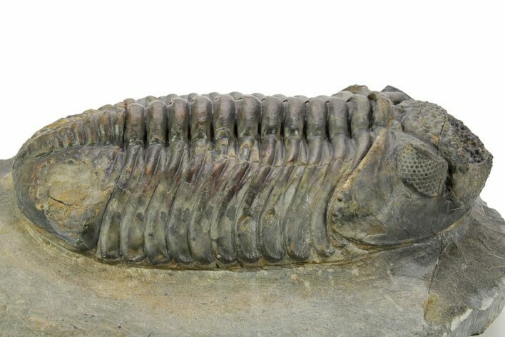 Prone Phacopid (Drotops) Trilobite - Mrakib, Morocco #363268